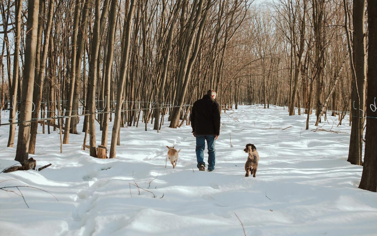 Man with dogs walking in snowy woods